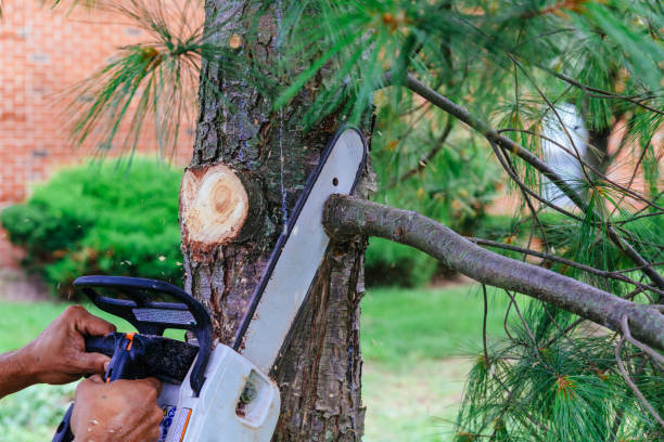 Best Tree Preservation Services  in Pine Bluff, AR